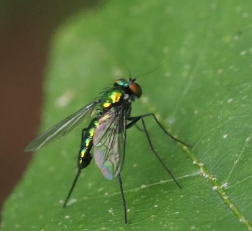 Condylostylus sp.